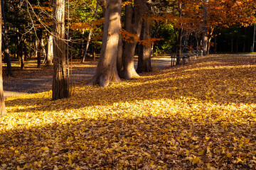秋の風景、イチョウの葉の絨毯