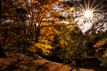 秋の風景、青い空とオレンジ色の紅葉