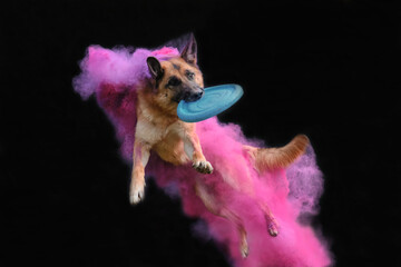 German shepherd in pink and purple colors Holi jumps on black and catches flying saucer with teeth....