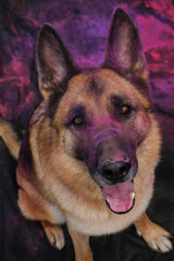 German Shepherd with pink and purple holi colors on face sits on black fabric background and looks up smiling. Beautiful active dog poses at photo shoot with paints. Portrait of dog top view.
