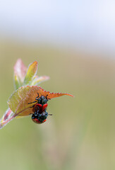 Insects duo on a Leaf