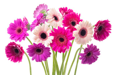 PNG, Multi-colored gerberas on legs. Isolate