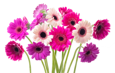 PNG, Multi-colored gerberas on legs. Isolate