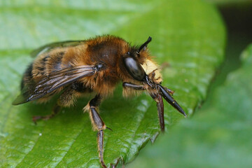 Closeup on a male fork-tailed flower bee, Anthophora furcata sitting on a green leaf cleaning it's...