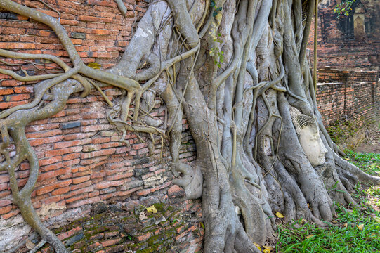 Buddha head in strangler fig roots at Wat Mahathat, Ayutthaya