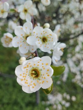 apple tree blossom