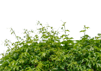 Virginia creeper, Ampelopsis veitchii, wild climbing bush vine, cut out Natural floral pattern