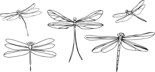 Dragonfly Line art vector silhoutte 