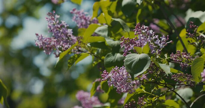 Blooming purple lilac bush background