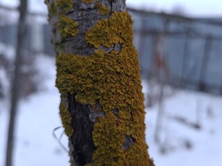 The green moss and lichen closeup