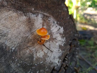 the mushrooms on the stump