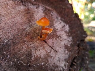 the mushrooms on the stump