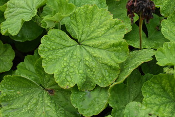 The green pelargonium leaves with water drops 