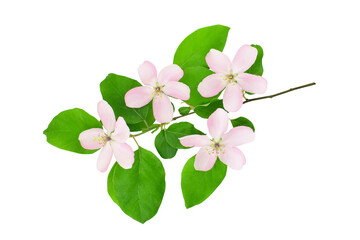 Blooming tree branch with pink flowers on transparent background. Quince blossom.