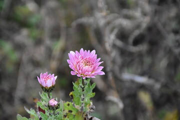 the violet chrysanthemum with waterdrops