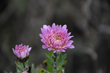 the violet chrysanthemum with waterdrops