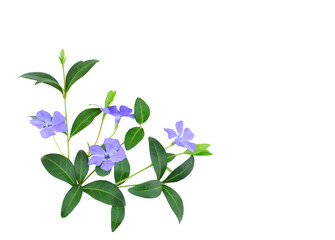 Delicate blue periwinkle flowers (Vinca minor)  in a floral corner arrangement  isolated on...