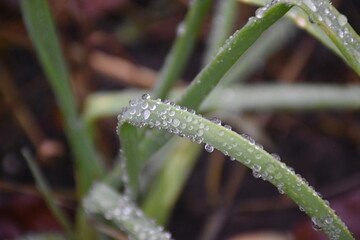 The green leaf with water drops