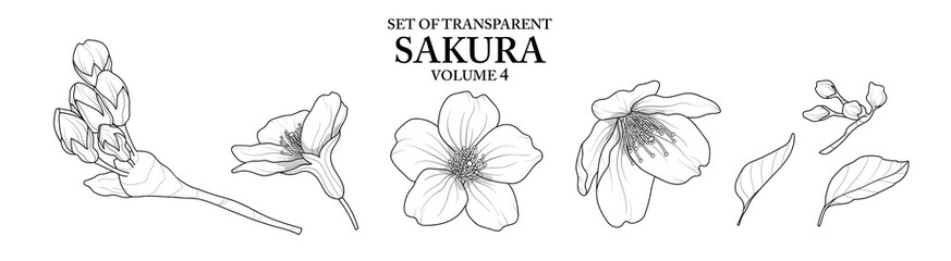 Cute hand drawn isolated black outline of Sakura on transparent background png file (Volume 4)