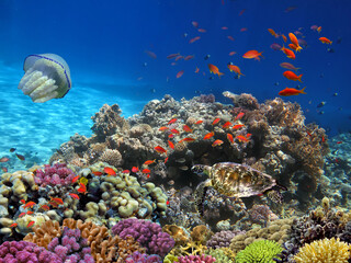Wonderful and beautiful underwater world with corals and tropical fish. - 600083644