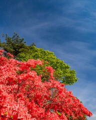 ツツジと新緑と青空（日光霧降高原）