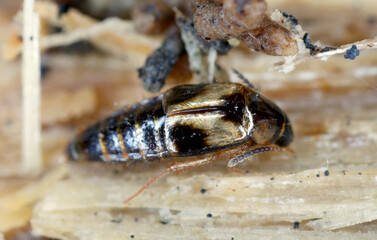 Rove beetle, Lordithon sp. form family Staphylinidae. Insect under the bark of a tree.