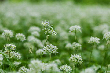 Fototapeta premium Medicinal plant Bear's garlic - Allium ursinum. Garlic has green leaves and white flowers.