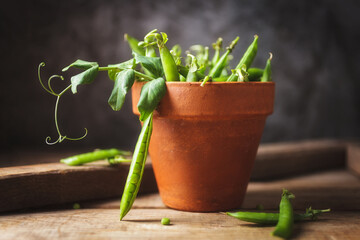 Fresh green peas with leaves in a clay pot on a wooden background