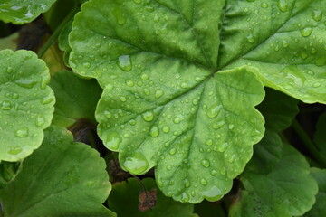 The green pelargonium leaves with water drops 