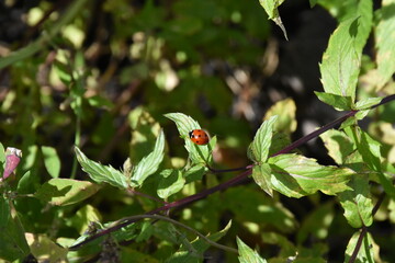 Nature's Harmony: Ladybug Resting on Verdant Leaves
