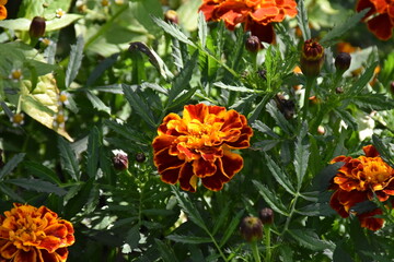 orange marigold flower in the garden