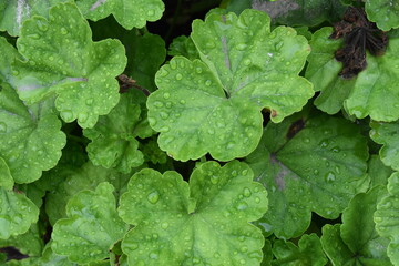 The green pelargonium leaves with water drops 