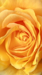 From all the flowers, I like the most those that bloom in spring