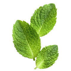 Delicious mint leaves cut out