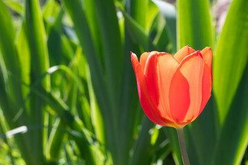 Radiant Red Tulip in a Serene Garden Landscape, springtime in south of France, copy space for text or title