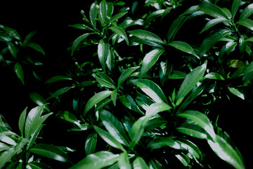 Green leaves pattern background, Natural background and wallpaper