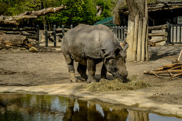 Obraz premium rhino in the water, Schönbrunn Zoo