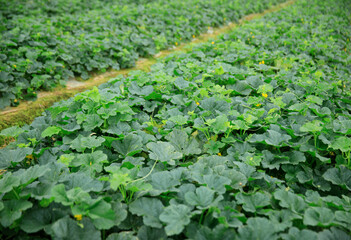 Fototapeta na wymiar Green cucumber crops in growth in garden, China