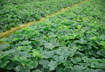 Green cucumber crops in growth in garden, China