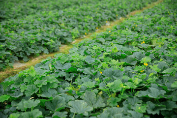 Green cucumber crops in growth in garden, China