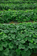 Fototapeta premium Green cucumber crops in growth in garden, China
