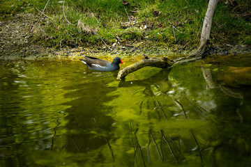duck in the water, Schönbrunn Zoo