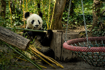 giant panda eating bamboo, Schönbrunn Zoo