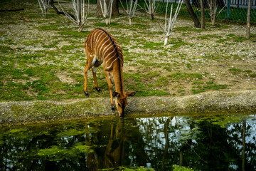 zebra in the river
