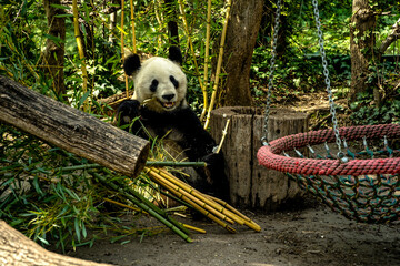 giant panda eating bamboo, Schönbrunn Zoo