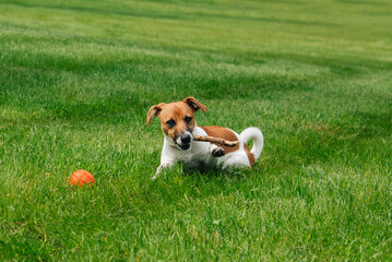 Young jack russell terrier dog playing in the park, lying outdoors on the grass. Dog chewing on a stick	