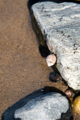 Close up of a sea snail, sitting on the side of a flat rock, in the water on the beach