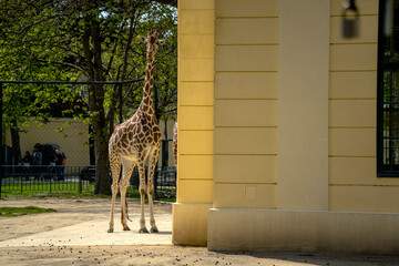 giraffe in the zoo, Sch&ouml;nbrunn Zoo