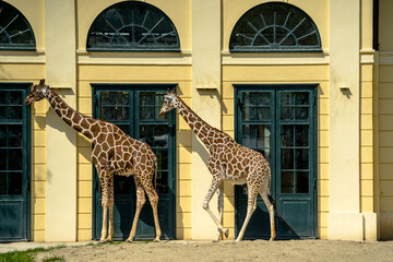 giraffe in the zoo, Sch&ouml;nbrunn Zoo