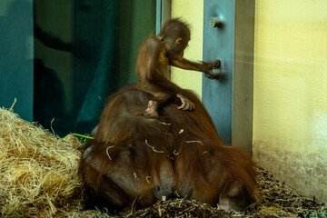 a baby orangutan thrashes on its mother's back. Schönbrunn Zoo